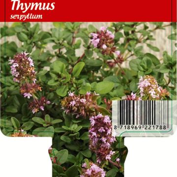 Thymus serpyllum