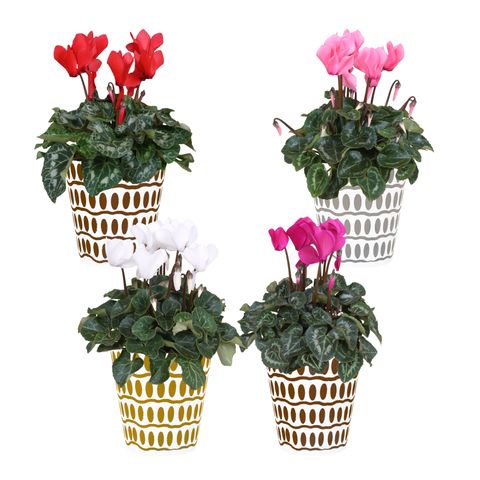 Cyclamen persicum SUPER SERIE S ALLURE MIX