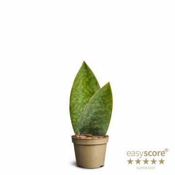 Sansevieria masoniana