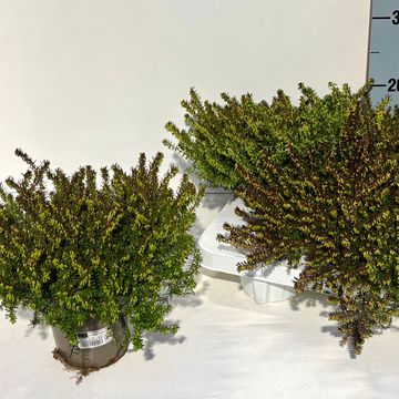 Erica x darleyensis 'Spring Surprise'