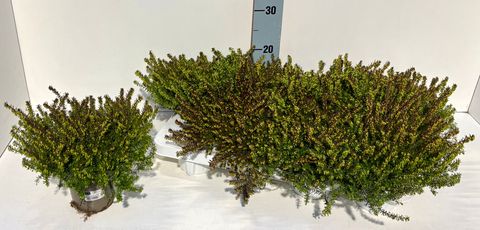 Erica x darleyensis 'Spring Surprise'