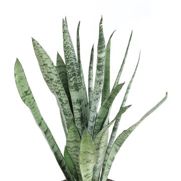 Sansevieria trifasciata 'Silver Princess'