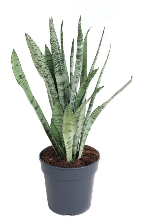 Sansevieria trifasciata 'Silver Princess'