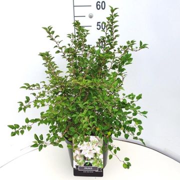 Prunus incisa 'Kojou-no-mai'