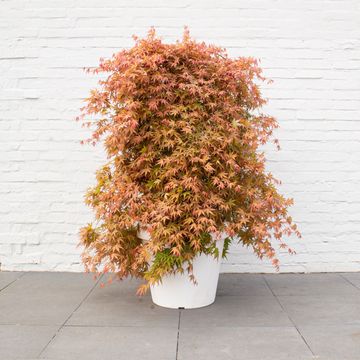 Acer palmatum CASCADE RUBY