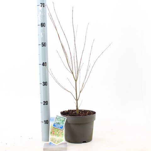 Acer palmatum 'Баттерфляй'