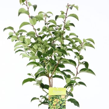 Prunus lusitanica azorica TICO