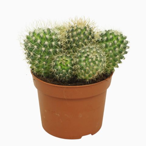 Mammillaria magnifica