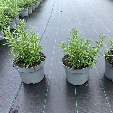 Rosmarinus officinalis