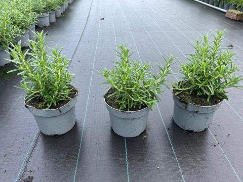 Rosmarinus officinalis