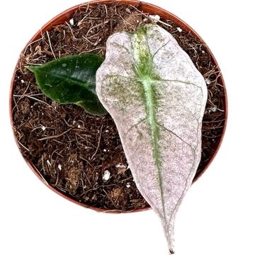 Alocasia 'Polly Variegata'