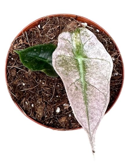 Alocasia 'Polly Variegata'