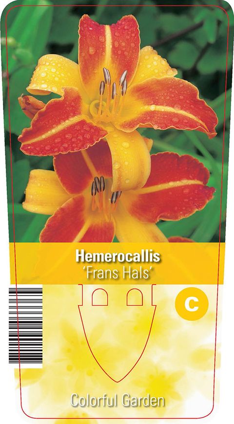 Hemerocallis 'Frans Hals'
