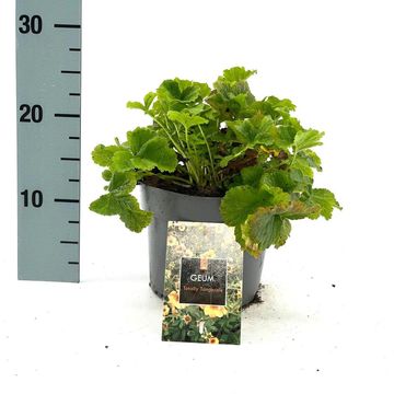 Geum 'Totally Tangerine'