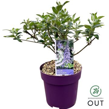 Buddleja FREE PETITE BLUE HEAVEN