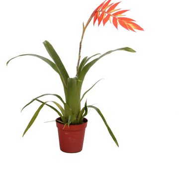 Tillandsia dyeriana
