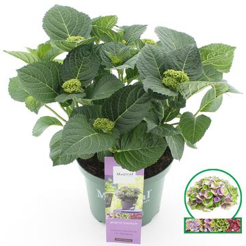 Hydrangea macrophylla MAGICAL AMETHYST