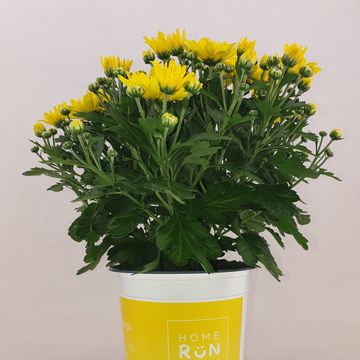 Chrysanthemum HOMERUN YELLOW