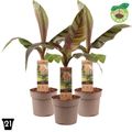 Musa sikkimensis 'Ever Red'