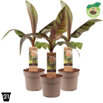 Musa sikkimensis 'Ever Red'