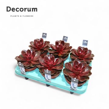 Echeveria 'Red Ruby'