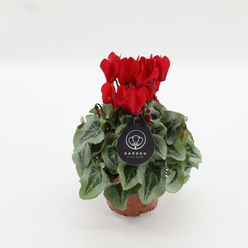 Cyclamen persicum HALIOS SELECT RED SILVERLEAF