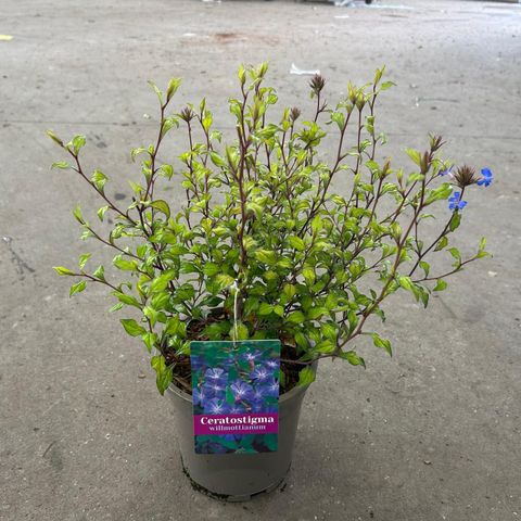 Ceratostigma willmottianum