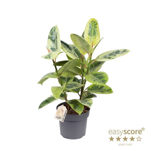 Ficus elastica 'Shivereana Moonshine'