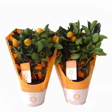 x Citrofortunella microcarpa