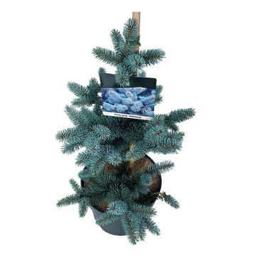 Picea pungens 'Oldenburg'