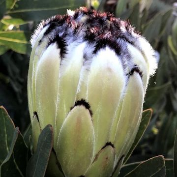 Protea barbigera 'Niobe'