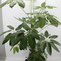 Schefflera actinophylla 'Amate'