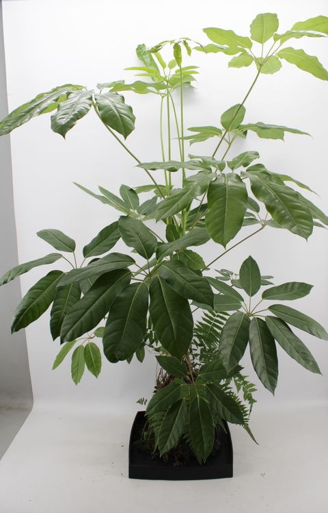 Schefflera actinophylla 'Amate'