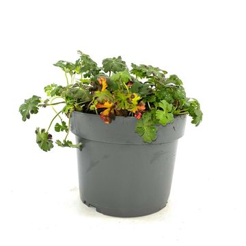 Geranium x cantabrigiense 'St Ola'