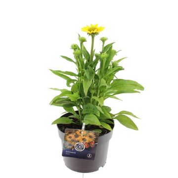 Echinacea SOMBRERO LEMON YELLOW