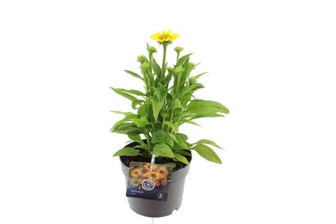 Echinacea SOMBRERO LEMON YELLOW