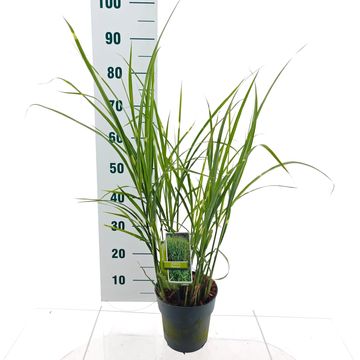 Miscanthus sinensis 'Strictus'
