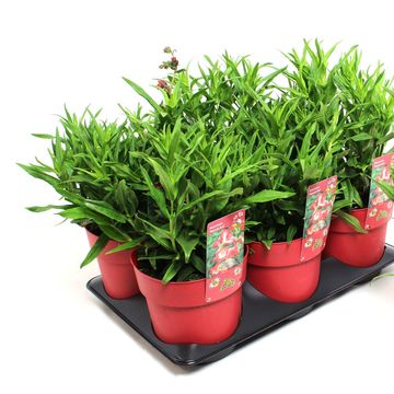 Penstemon hartwegii PHOENIX RED