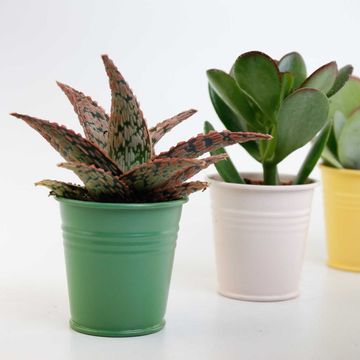 Succulents MIX IN POT