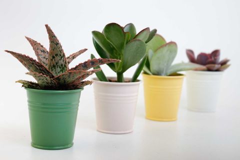 Suculentas MIX IN POT