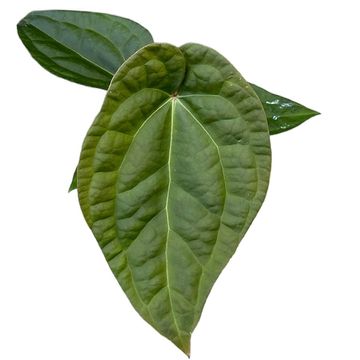 Anthurium crystallinum x luxurians