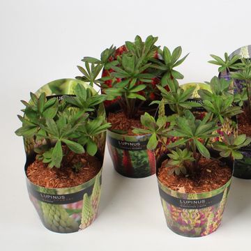 Lupinus WEST COUNTRY MIX