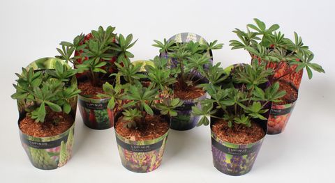 Lupinus WEST COUNTRY MIX