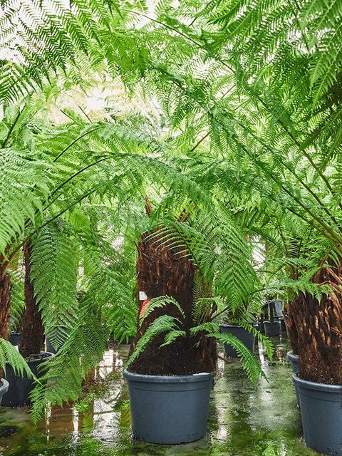 Dicksonia antarctica