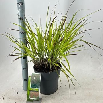 Panicum virgatum 'Prairie Sky'