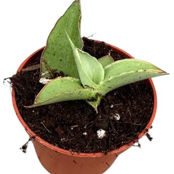 Sansevieria 'Swan Dancer'