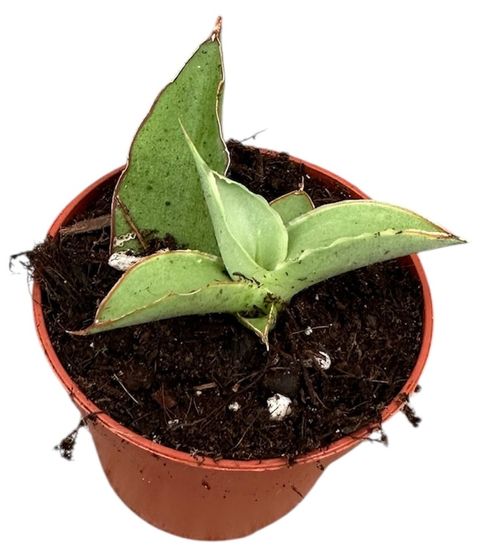 Sansevieria 'Swan Dancer'