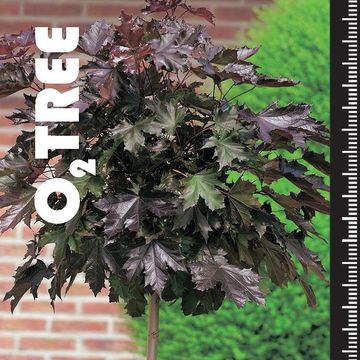 Acer platanoides 'Crimson Sentry'