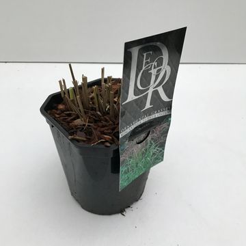 Miscanthus sinensis 'Ferner Osten'