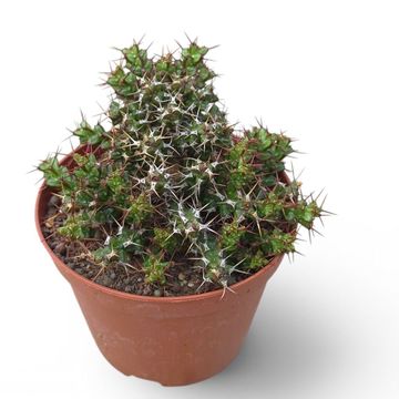Euphorbia lenewtonii